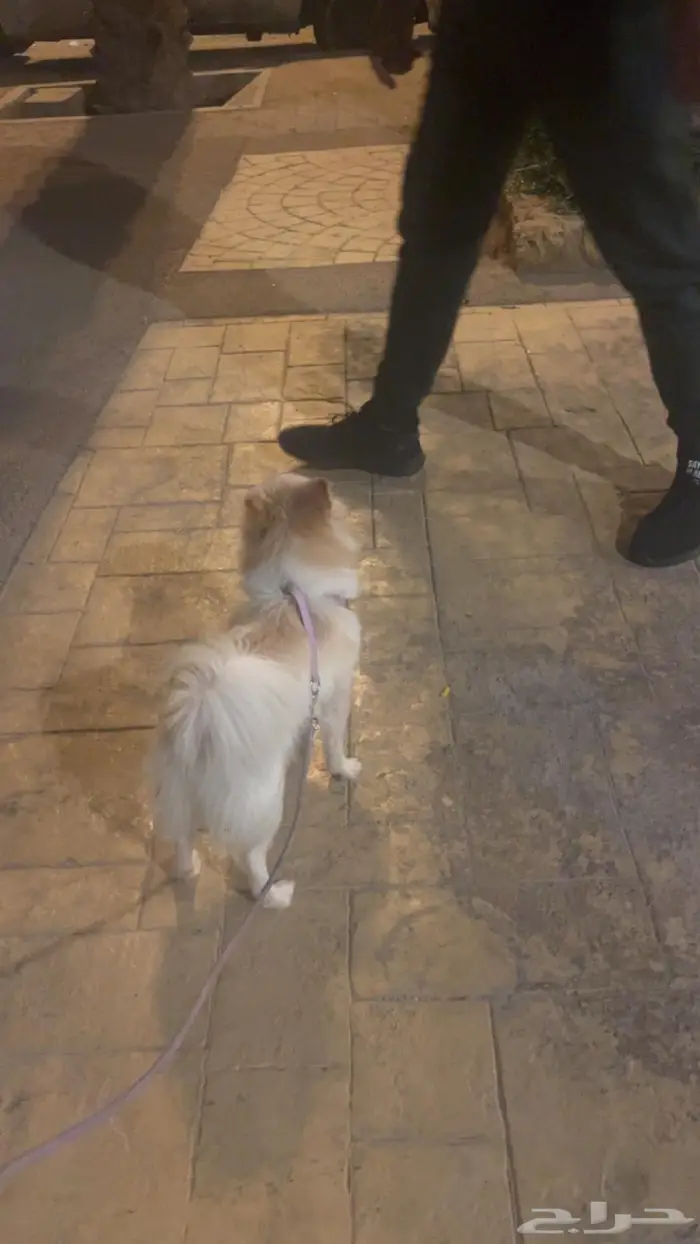 انثى بومرينيان 1