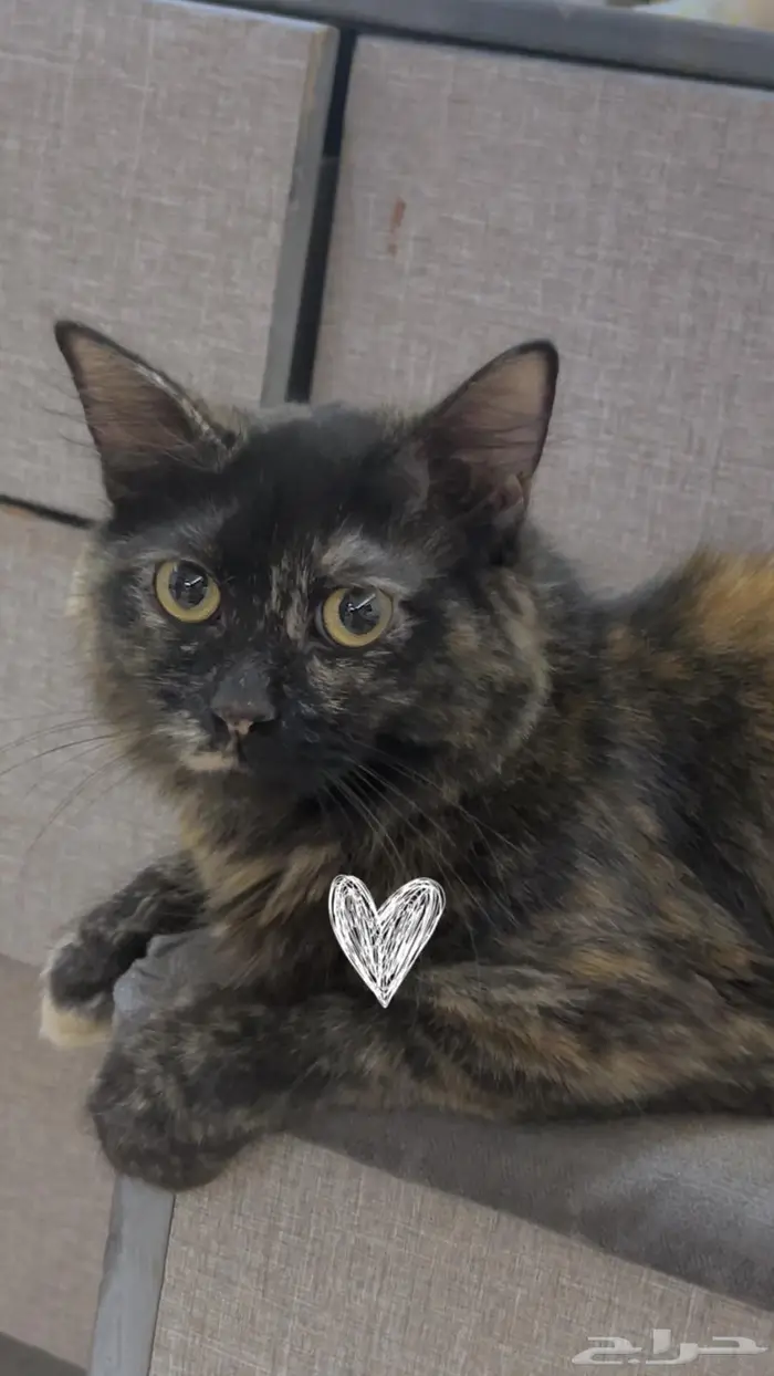 قطة هملايا حامل 0