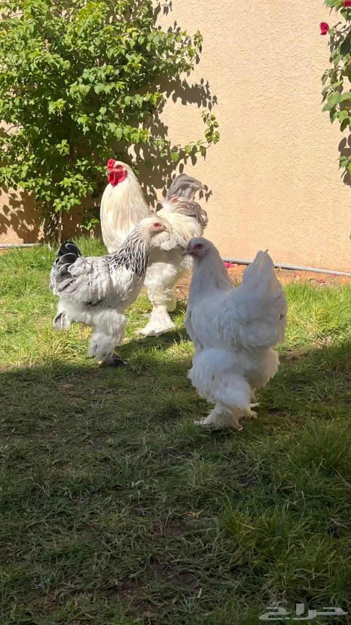 للبيع براهما ديكين و5 دجاج 1