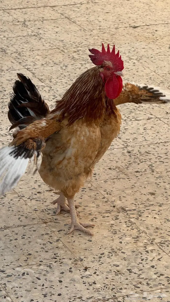 4 دجاجات تركي وديك 1