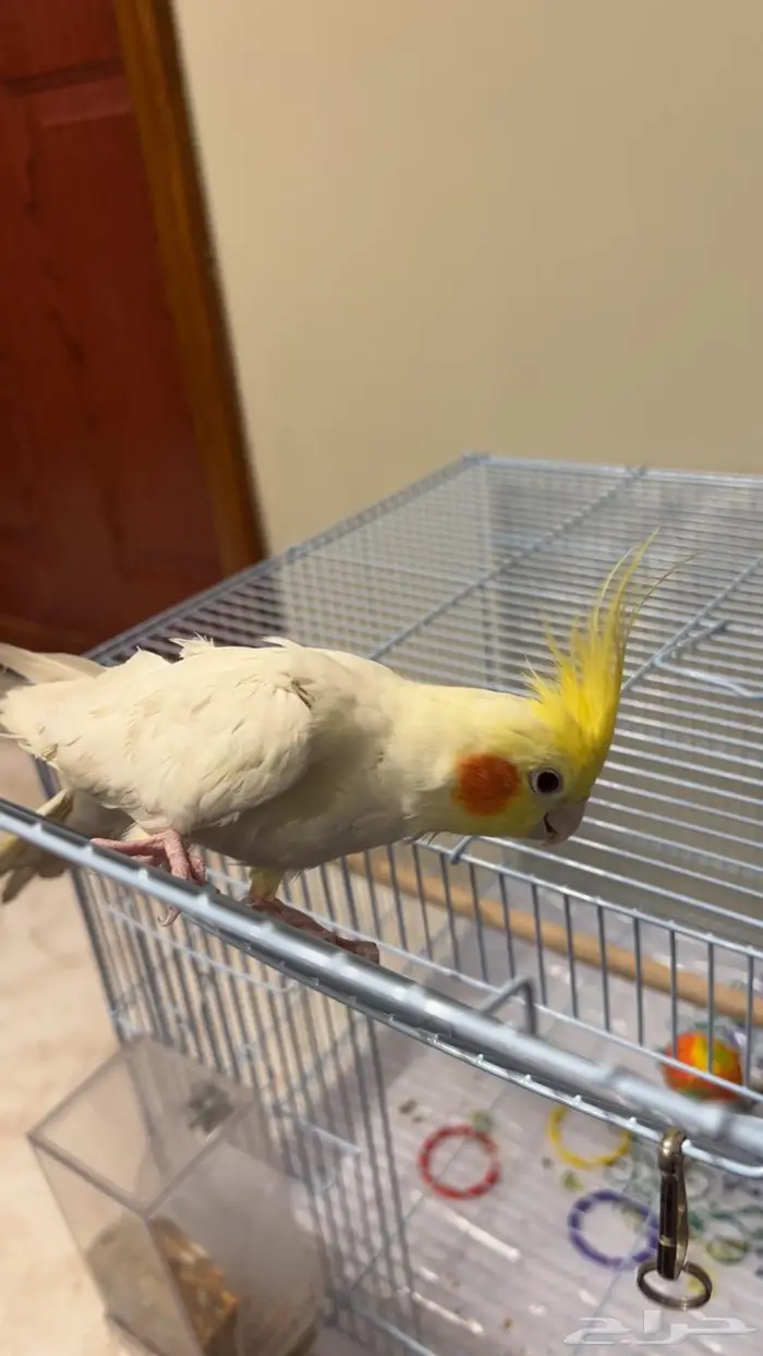 كروان ذكر للتزاوج 0