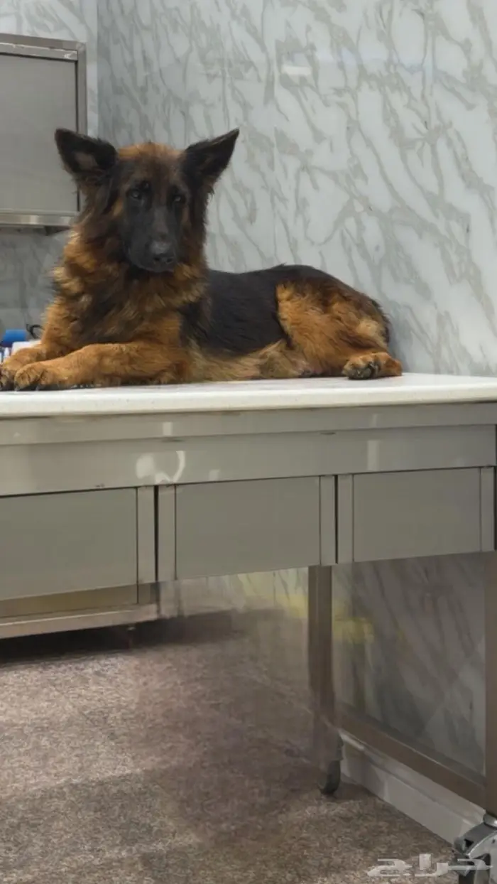 جيرمن شيبرد ذكر وانثى 0