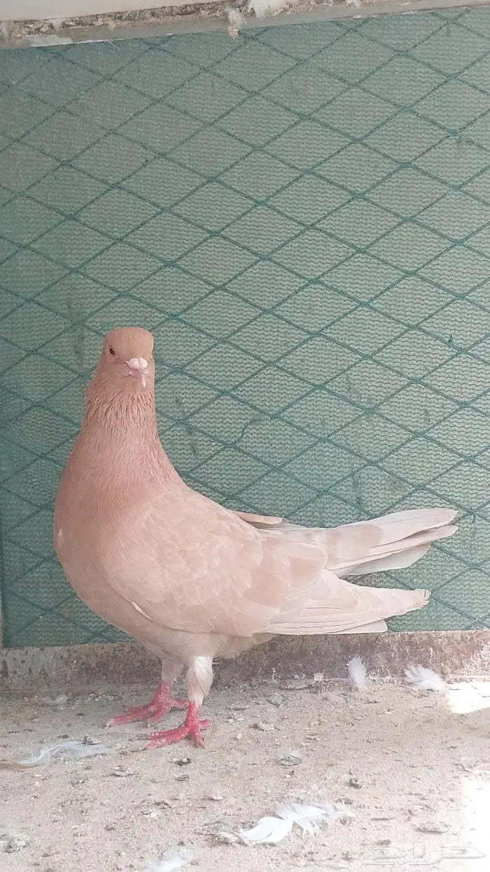 للبيع زوج هجين مصري 0