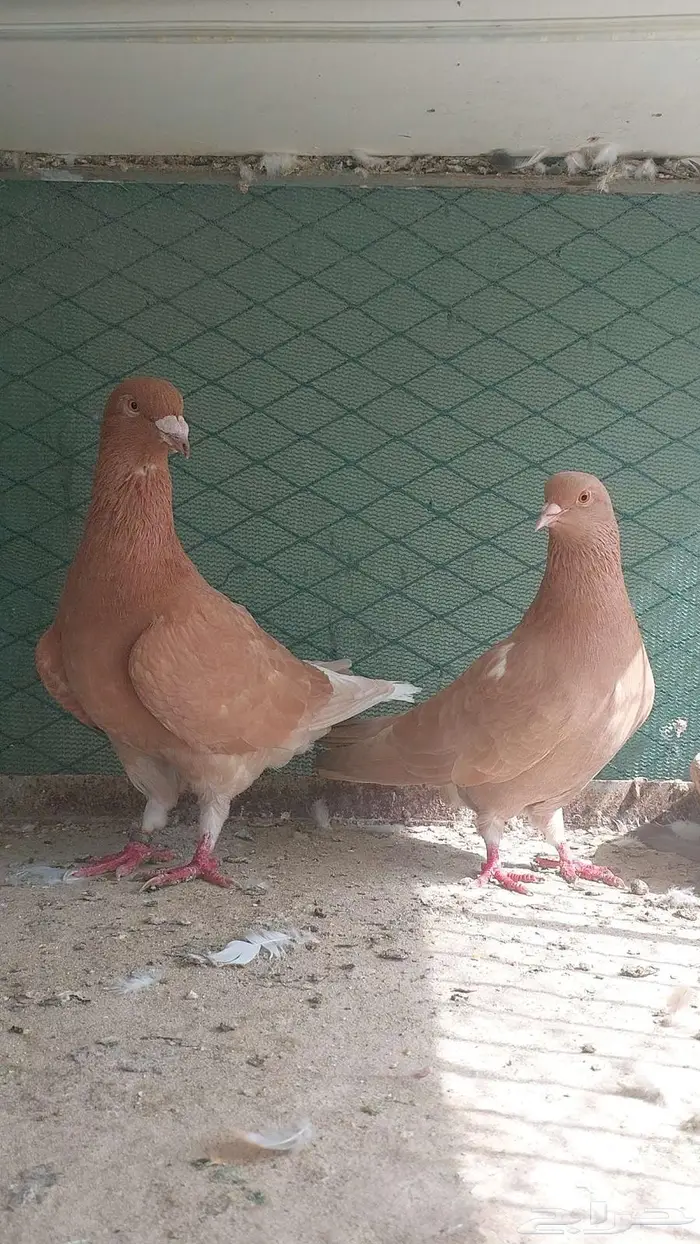 للبيع زوج هجين مصري 1