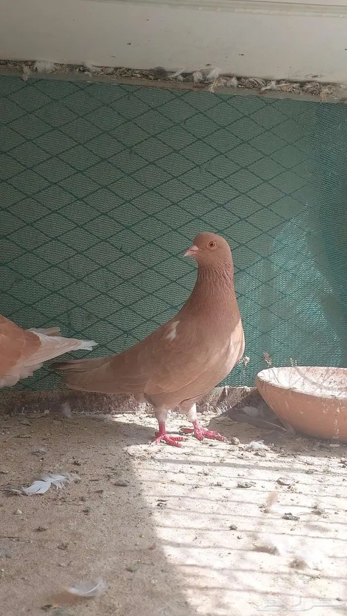 للبيع زوج هجين مصري 2