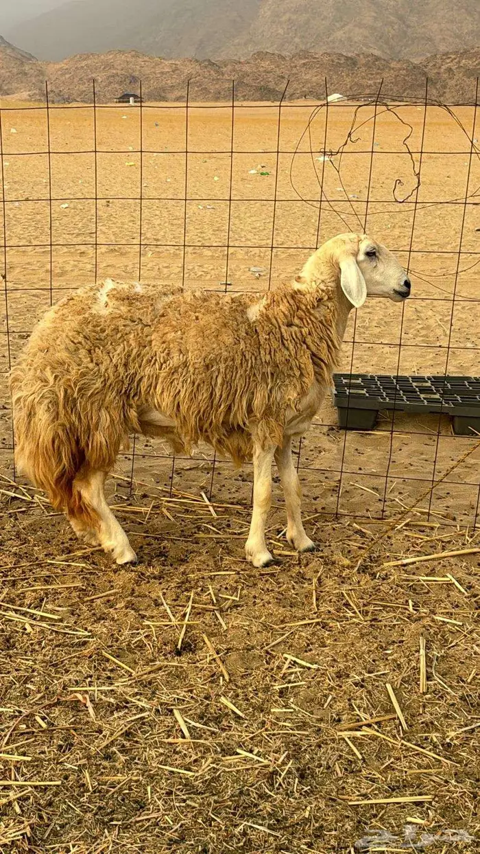 غنم صنف للبيع 2