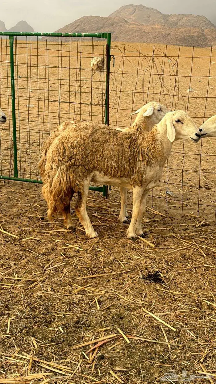 غنم صنف للبيع 3