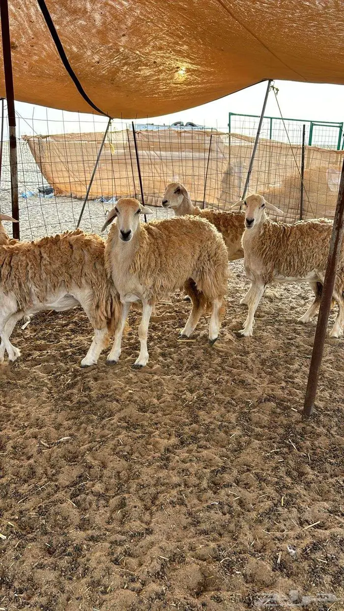 غنم صنف للبيع 1