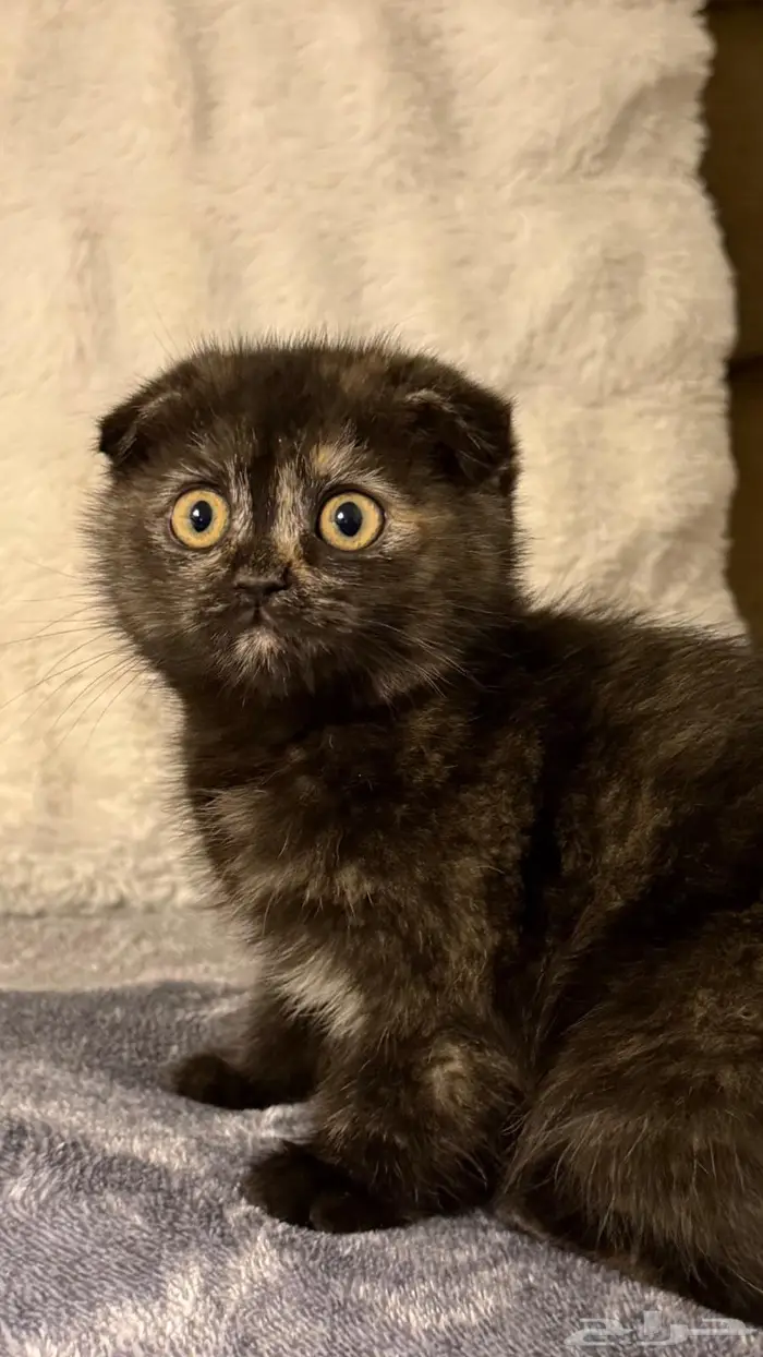 قطط للبيع سكوتش وشيرازي 0