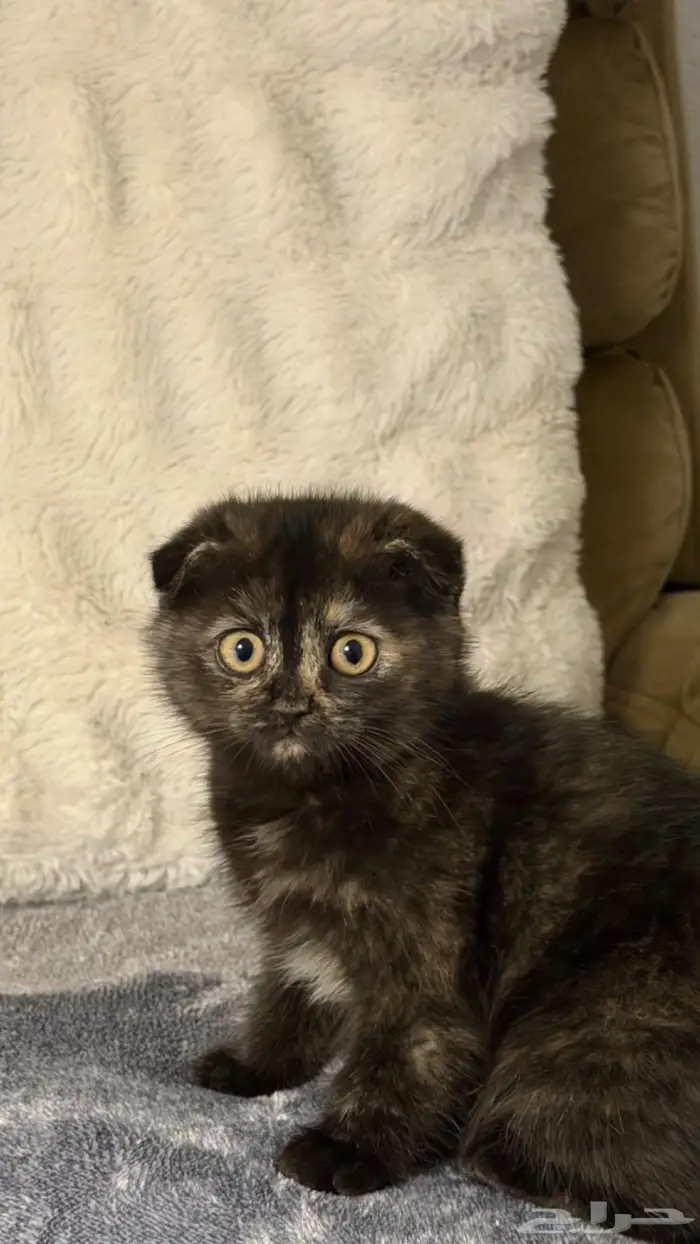 قطط للبيع سكوتش وشيرازي 1