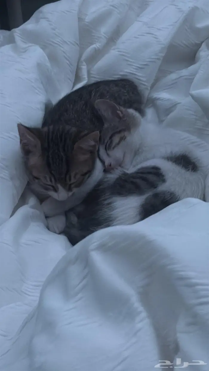 كيتن للتبني 0