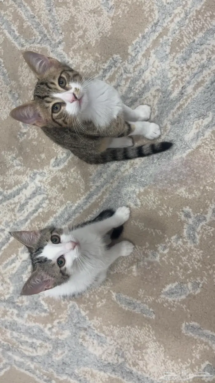 كيتن للتبني 1