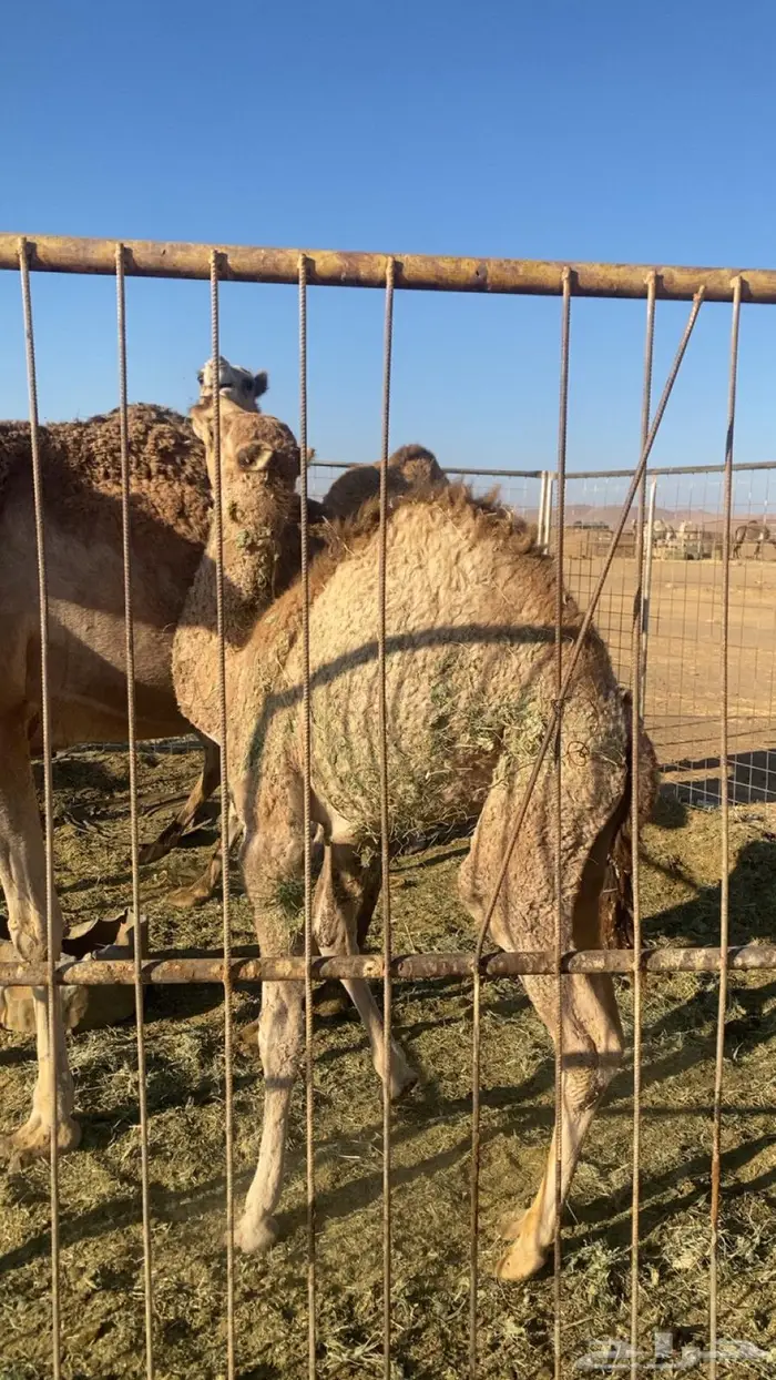 قعود للبيع العمر 6شهور 1