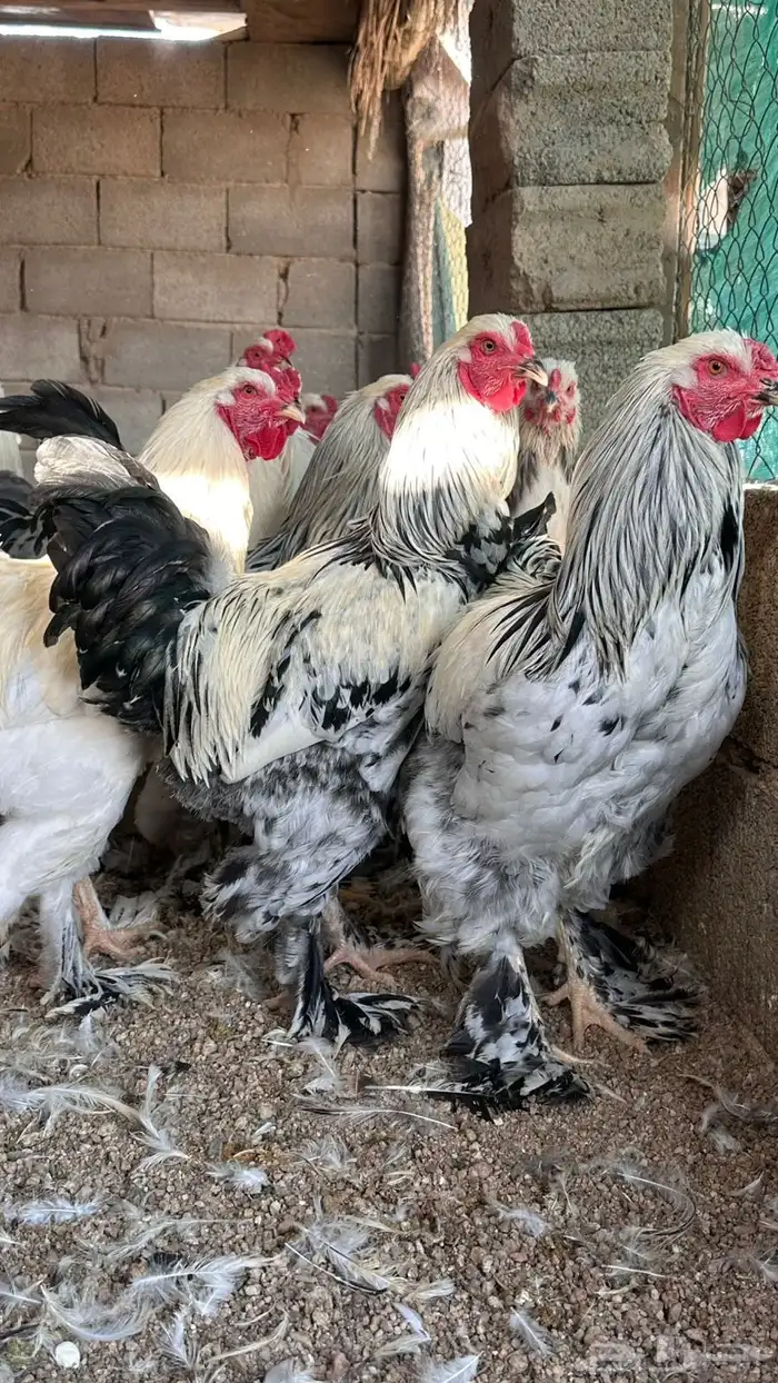 ديوك براهما فاخر 2