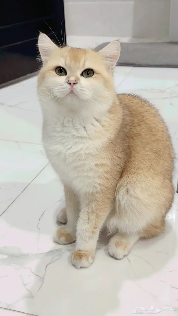 للتزاوج قطة برتش بيور قولد ذكر فصيلة ابسولو الفاخرة 0