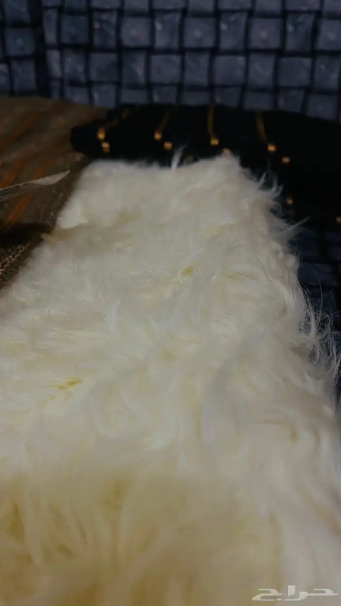 فروة طفيلي غنم ارنب ثعلب نمر طبيعي 32