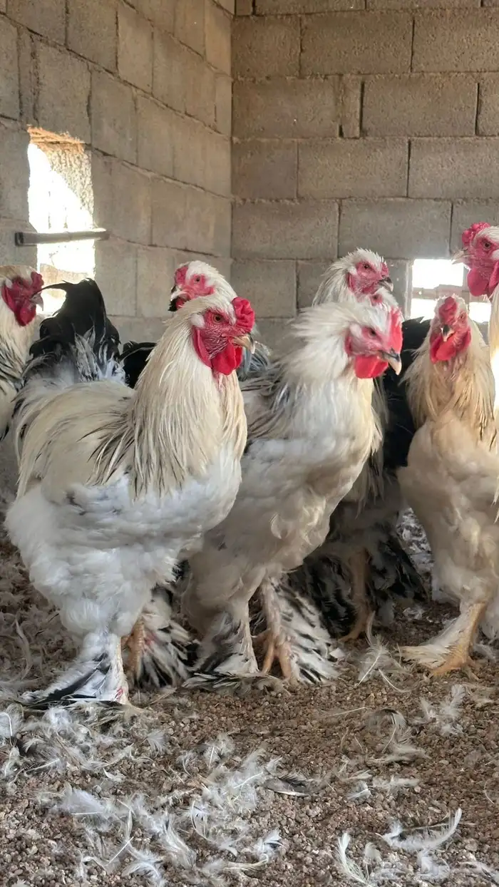 ديوك براهما فاخر 0