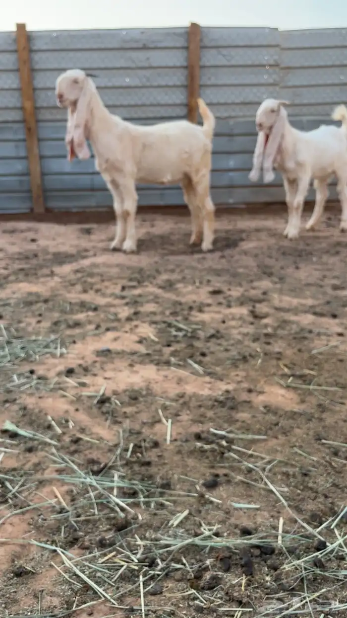 اجفار مطورات 2