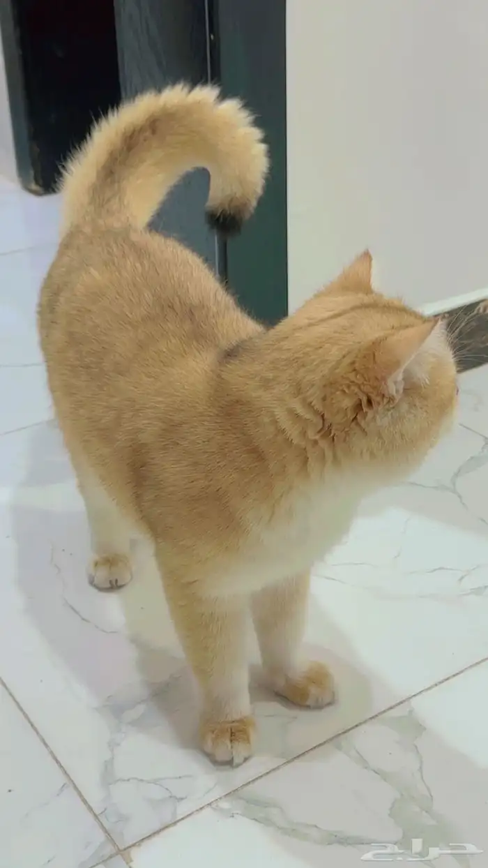 للتزاوج قطة برتش بيور قولد ذكر فصيلة ابسولو الفاخرة 1