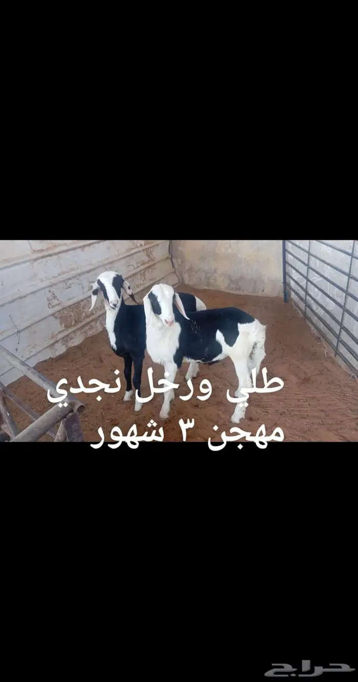 ذبايح ... 2