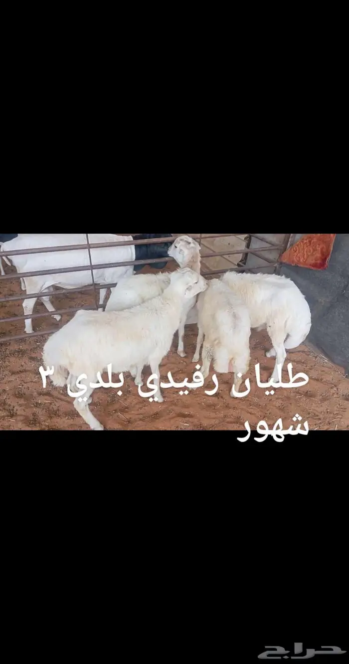 ذبايح ... 3