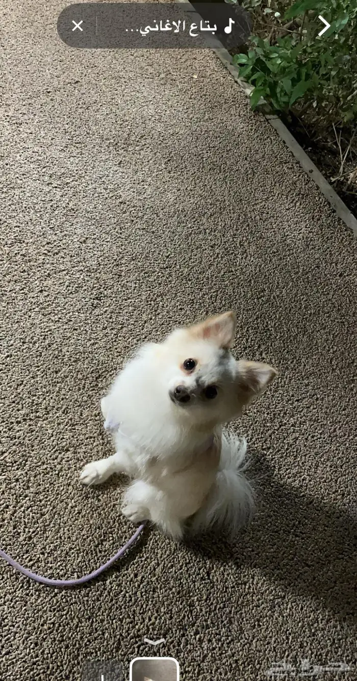 انثى بومرينيان 0