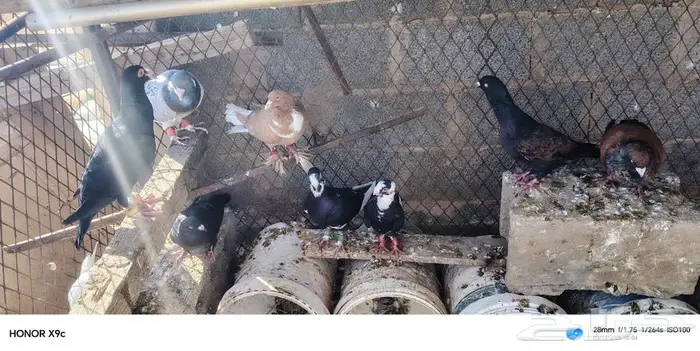 حمام شامي للبيع 15 حمامه ازواج عرعر 0