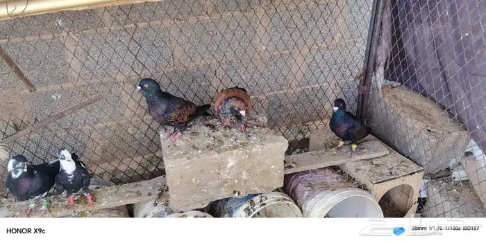 حمام شامي للبيع 15 حمامه ازواج عرعر 2