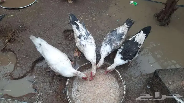 بط شرشيري نضيف 0