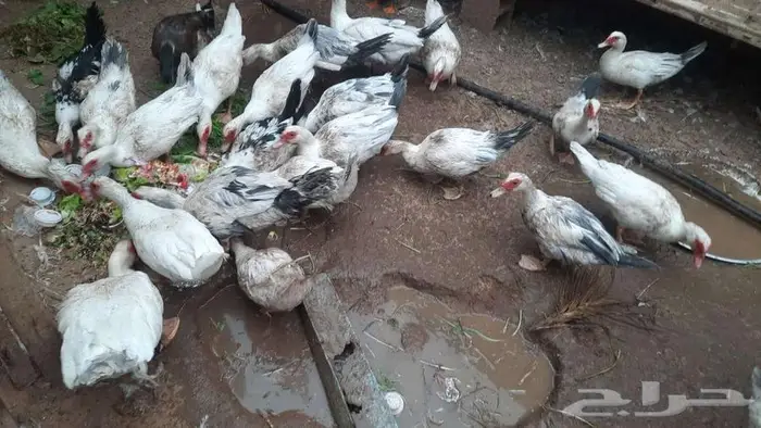 بط شرشيري نضيف 1