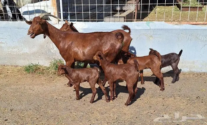 معزا دهم دبس متاومه العدد 2 تحتها 4 للقناي 0