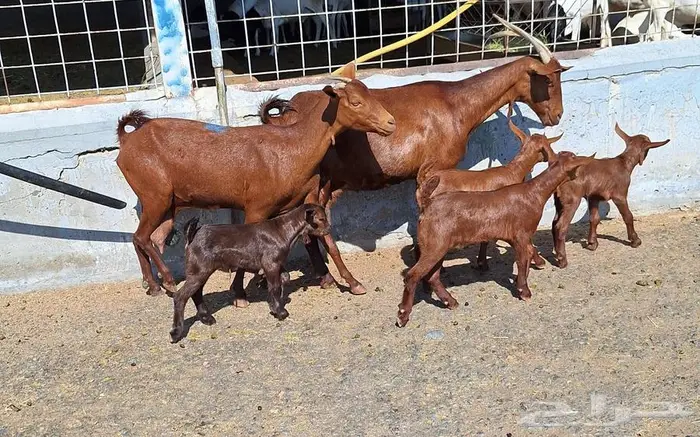 معزا دهم دبس متاومه العدد 2 تحتها 4 للقناي 3