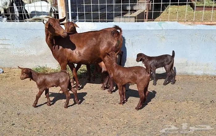 معزا دهم دبس متاومه العدد 2 تحتها 4 للقناي 2