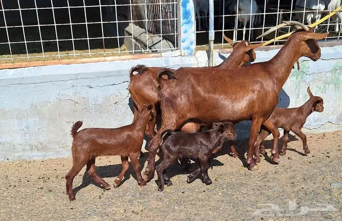 معزا دهم دبس متاومه العدد 2 تحتها 4 للقناي 13