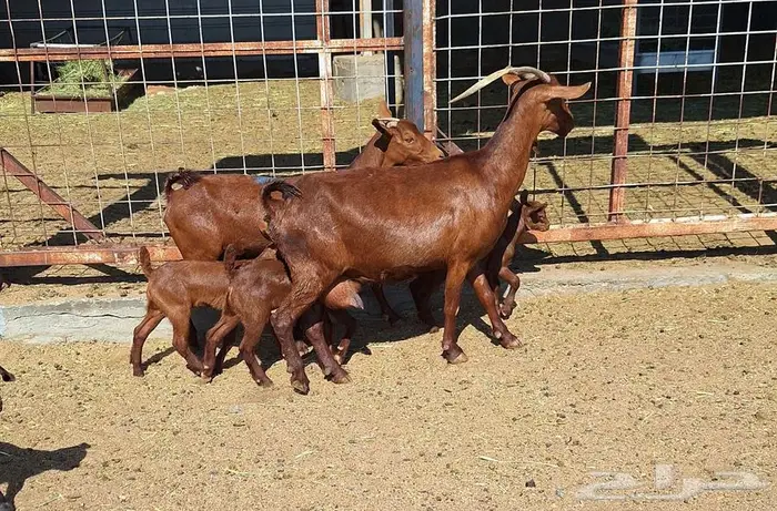 معزا دهم دبس متاومه العدد 2 تحتها 4 للقناي 15