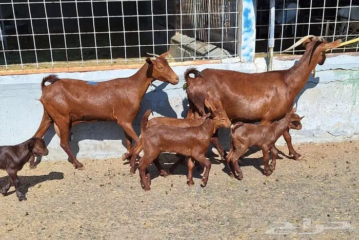 معزا دهم دبس متاومه العدد 2 تحتها 4 للقناي 6