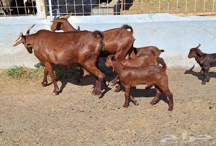 معزا دهم دبس متاومه العدد 2 تحتها 4 للقناي 12