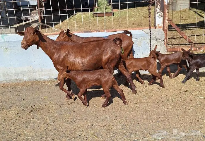 معزا دهم دبس متاومه العدد 2 تحتها 4 للقناي 1