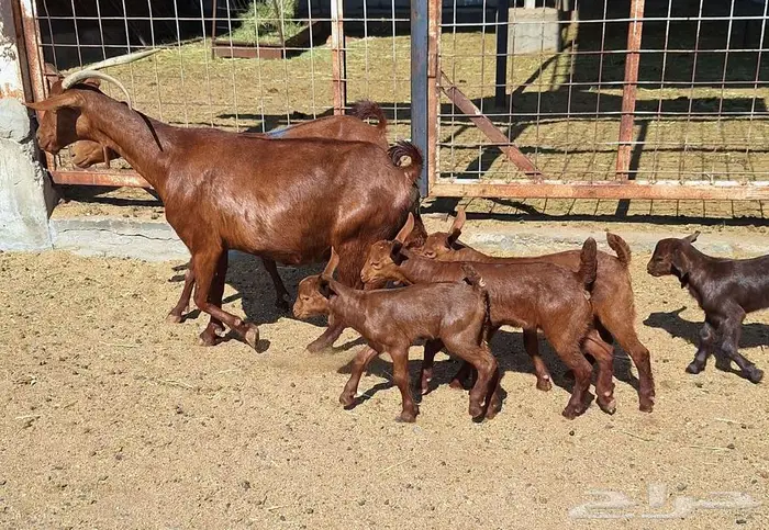 معزا دهم دبس متاومه العدد 2 تحتها 4 للقناي 4