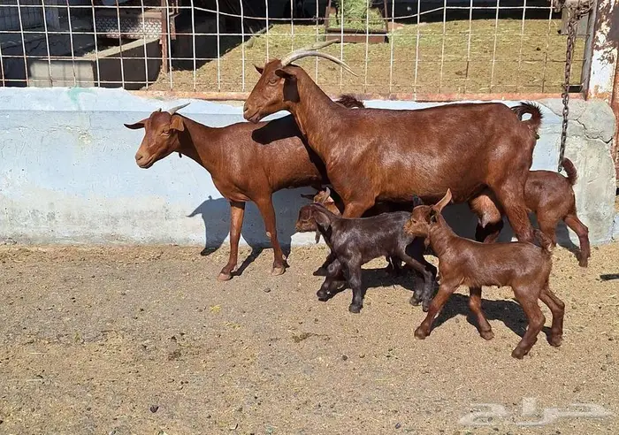 معزا دهم دبس متاومه العدد 2 تحتها 4 للقناي 22