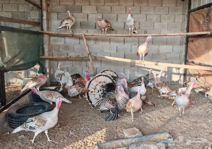 للبيع رومي كل ديك معه اربع دجاجات الوان فاخره 2