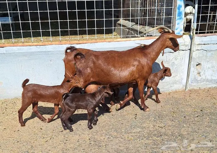 معزا دهم دبس متاومه العدد 2 تحتها 4 للقناي 10