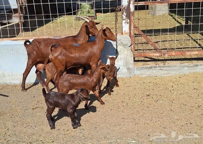 معزا دهم دبس متاومه العدد 2 تحتها 4 للقناي 21