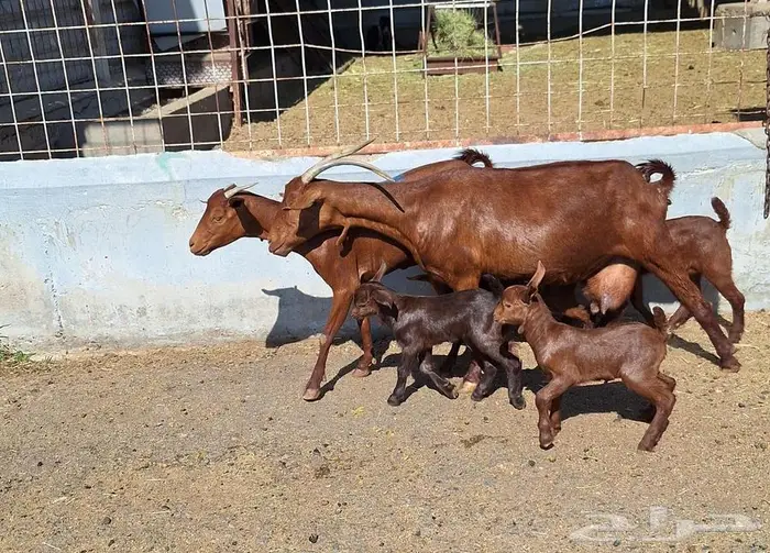 معزا دهم دبس متاومه العدد 2 تحتها 4 للقناي 20