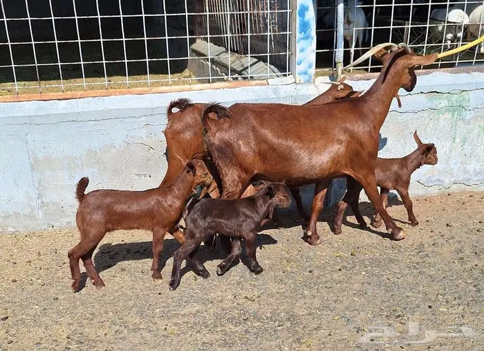 معزا دهم دبس متاومه العدد 2 تحتها 4 للقناي 17