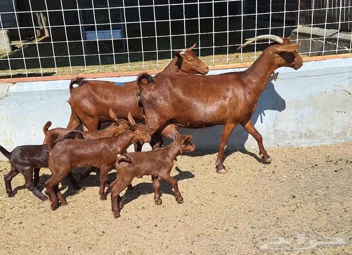 معزا دهم دبس متاومه العدد 2 تحتها 4 للقناي 5