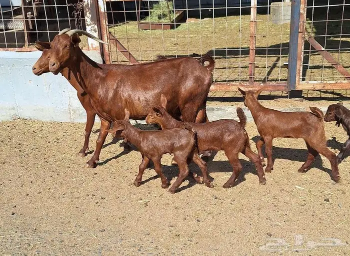 معزا دهم دبس متاومه العدد 2 تحتها 4 للقناي 9