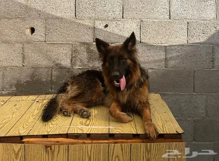 جيرمن شيبرد ذكر وانثى 1