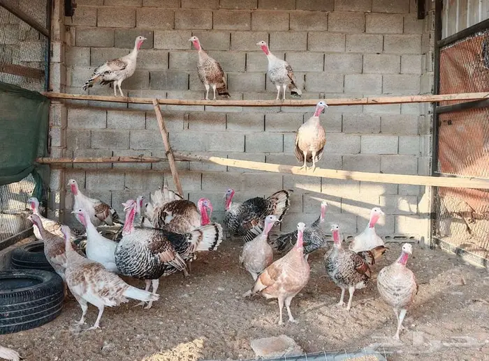 للبيع رومي كل ديك معه اربع دجاجات الوان فاخره 4