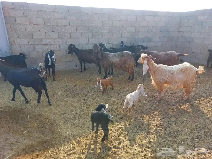 معزا متاومة 1